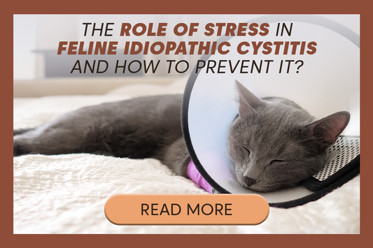 The Role of Stress in Feline Idiopathic Cystitis and How to Prevent It