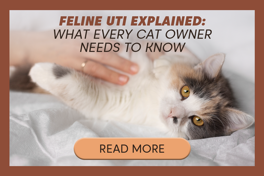 What Every Cat Owner Needs to Know