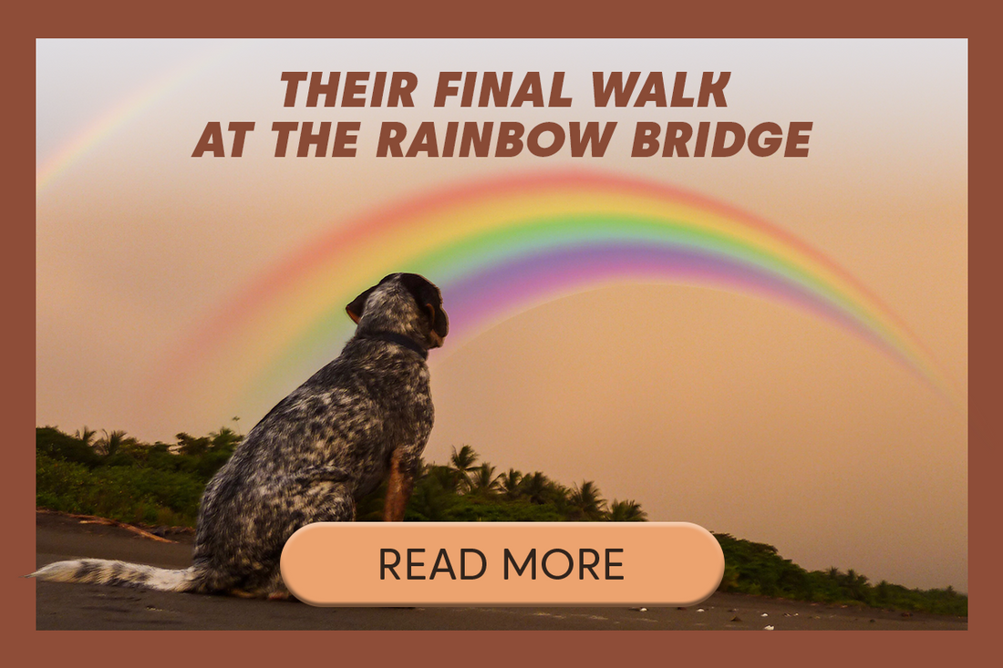 Their Final Walk at the Rainbow Bridge