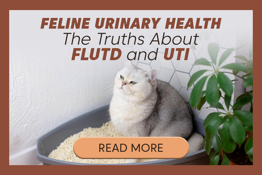The Truth About FLUTD and UTI