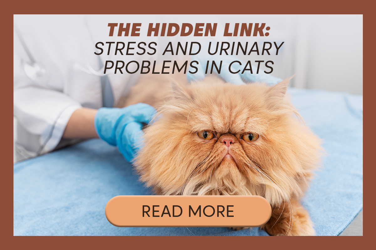 Illustration of Cat Urination Issues And Stress Management