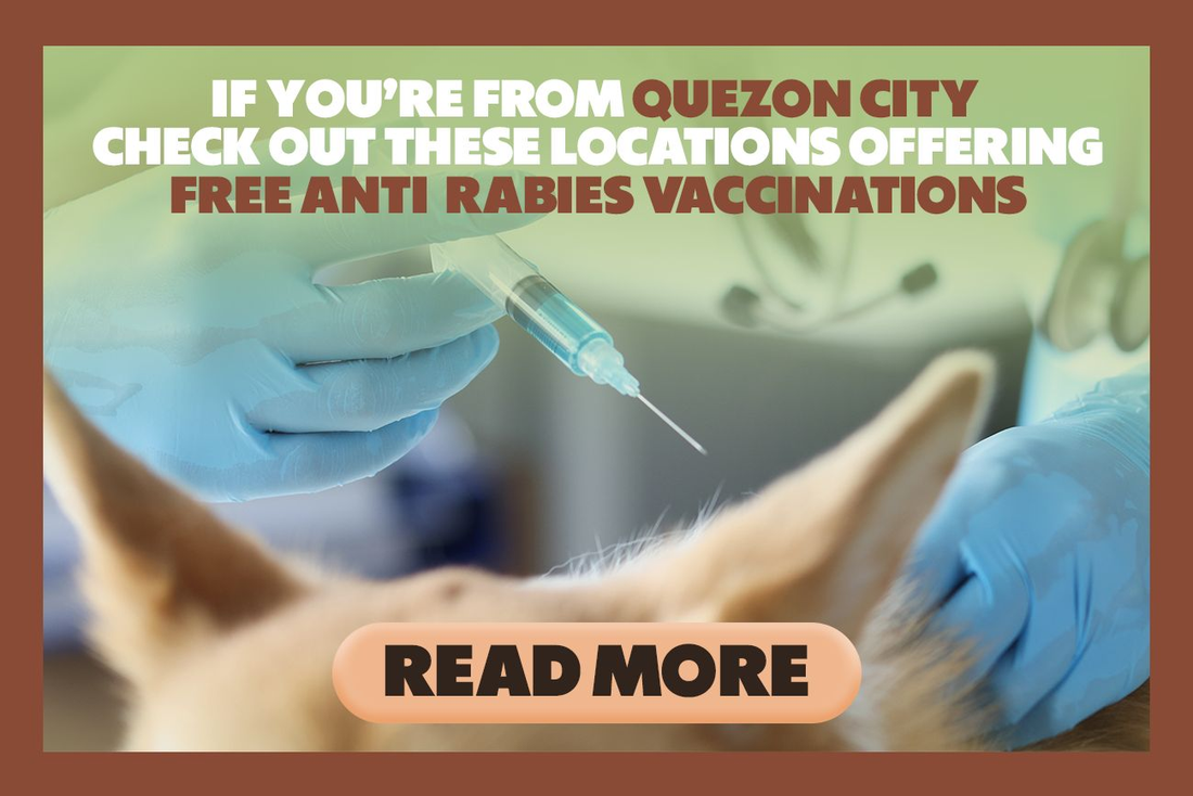 Rabies Awareness Month: Protecting Pets Starts With Prevention
